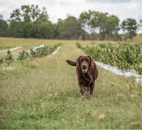hemp delta 9 edibles field with brown dog