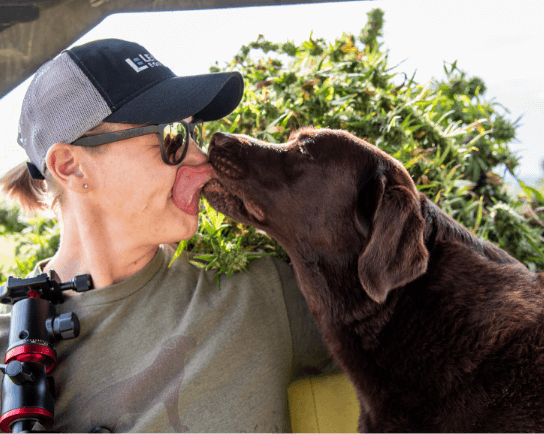 brown dog licking woman from kavva in face in front of hemp kavva flower